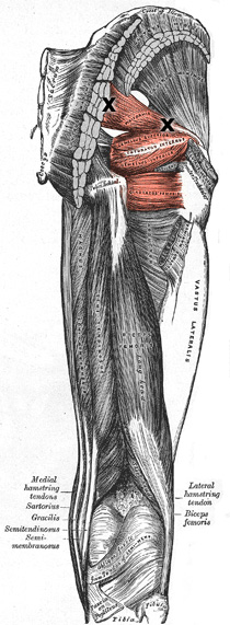 piriformis muscle
